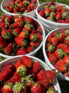 Large Basket - Farm Fresh Strawberries