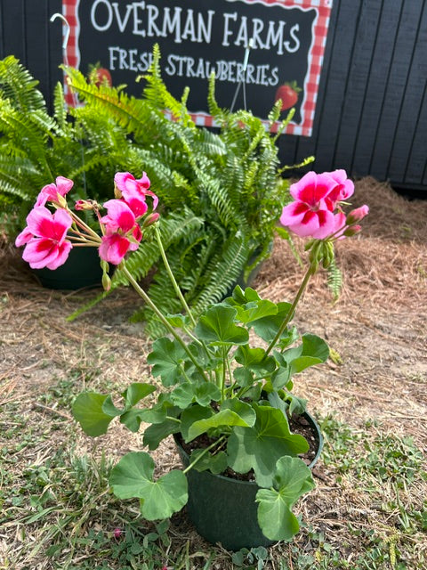 Small Potted Plant